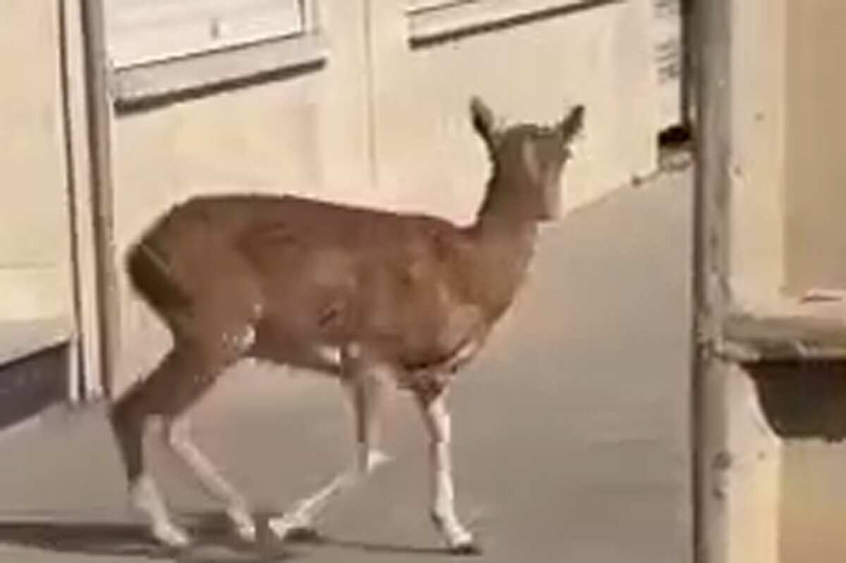 ببینید| میش‌های وحشی مهمان خیابان‌های لواسان شدند