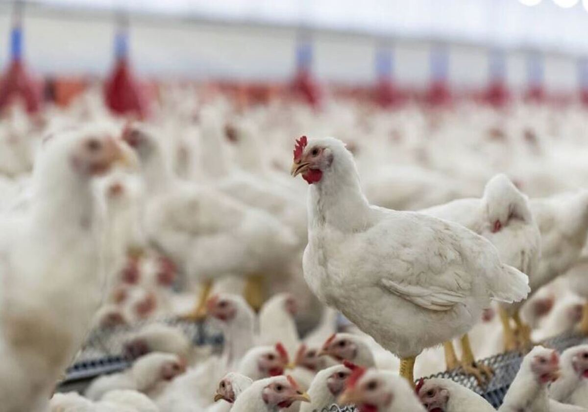 ماجرای توزیع مرغهای هورمونی در ایران + توضیحات دامپزشکی ماجرای توزیع مرغهای هورمونی در ایران + توضیحات دامپزشکی