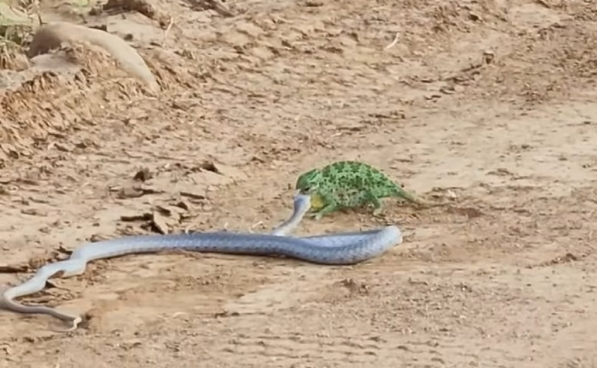 ببینید| رویارویی نفسگیر آفتابپرست با مار سمی خطرناک ببینید| رویارویی نفسگیر آفتابپرست با مار سمی خطرناک