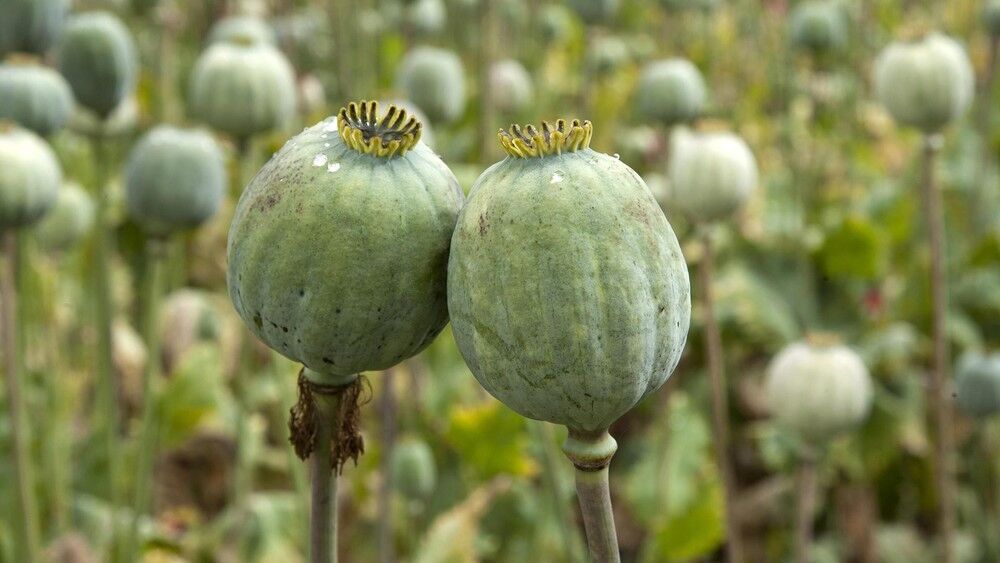 درخواست وزیر بهداشت برای تصویب قانون کشت تریاک کشت تریاک