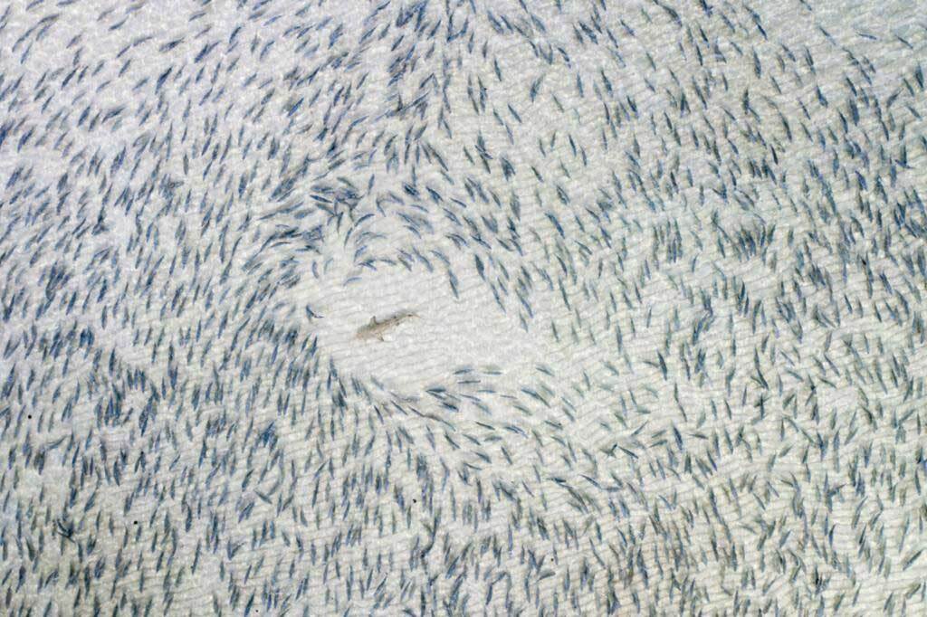 شگفتی‌های حیات‌وحش از زاویه‌ای که کمتر دیده‌اید +تصاویر