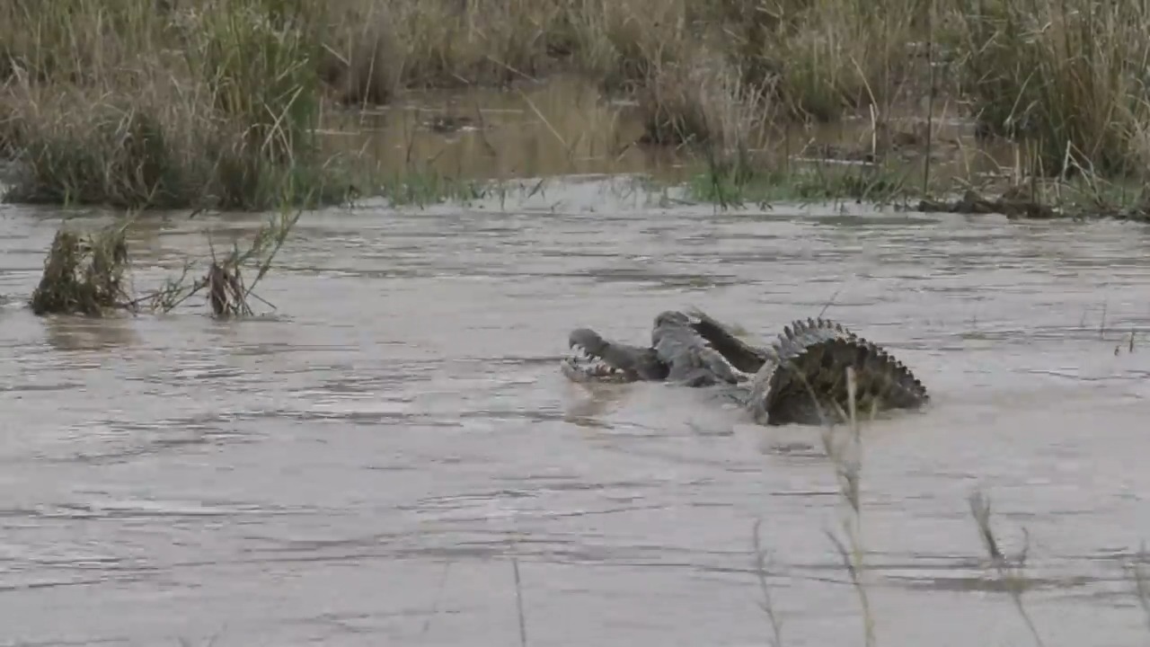 نبرد کروکدیلها در داخل رودخانه نبرد کروکدیلها در داخل رودخانه