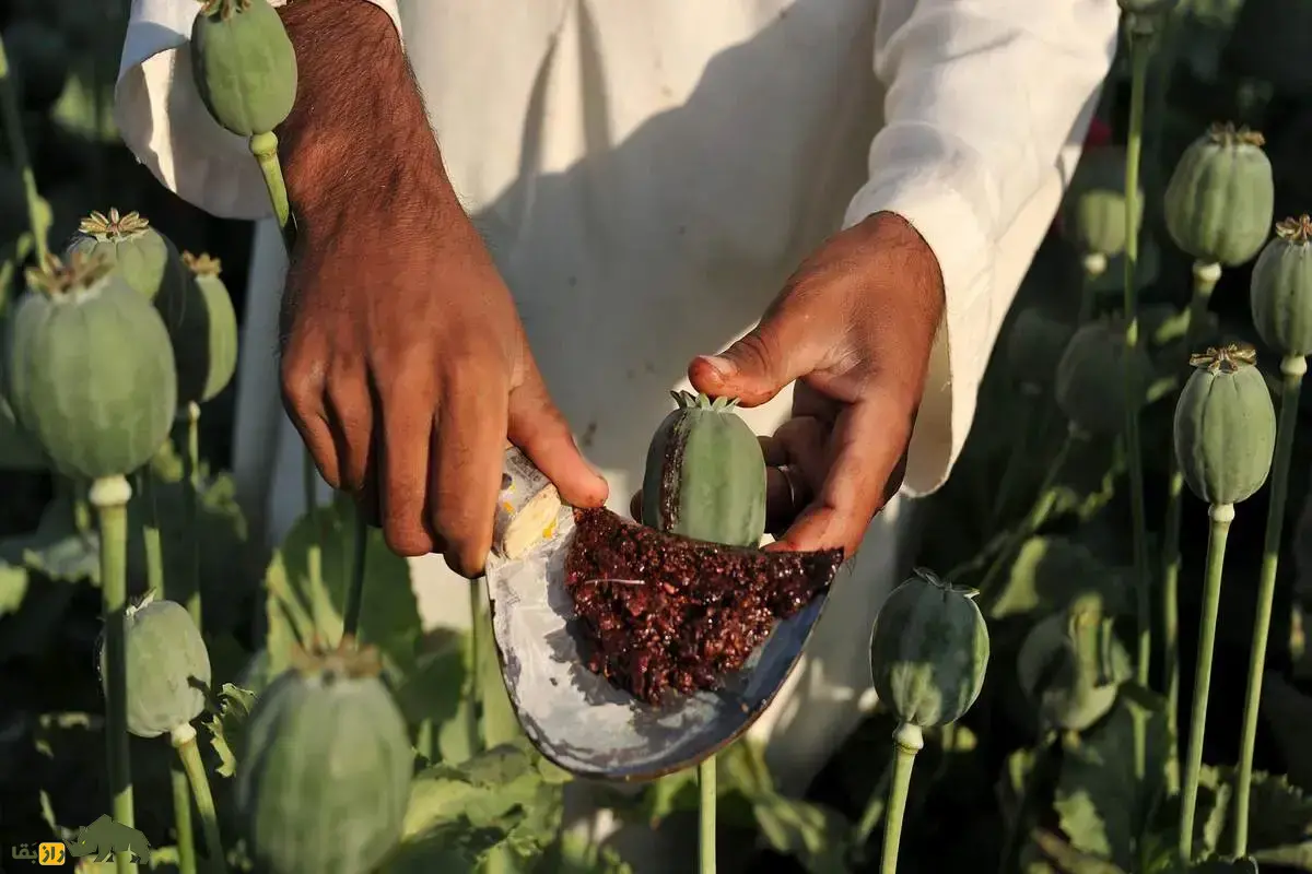 پایان گمانهزنیها؛ کشت خشخاش در ایران ممنوع است خشخاش