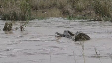 ببینید| نبرد نادر کروکدیل‌ها در داخل رودخانه
