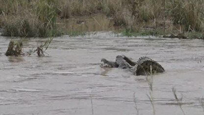 ببینید| نبرد نادر کروکدیل‌ها در داخل رودخانه