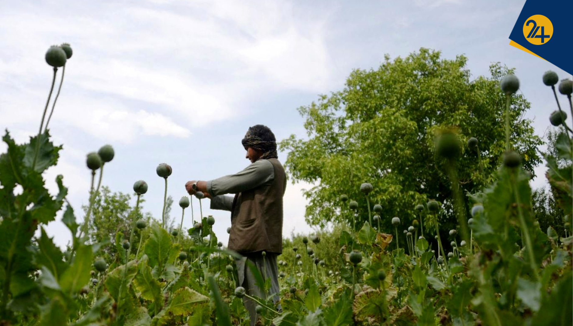 مزرعه خشخاش مزرعه خشخاش