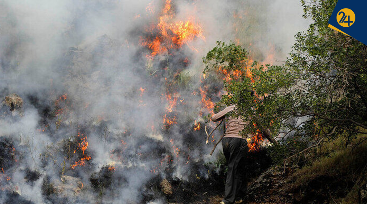جنگل های هیرکانی آتش جنگل های هیرکانی آتش