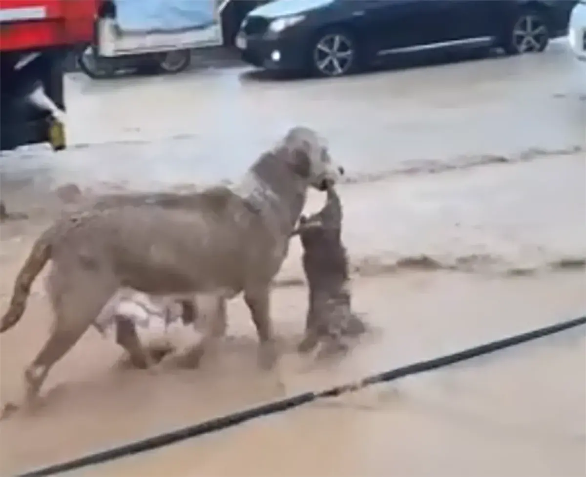 ببینید| یک سگ توله‌اش را از سیل سلیمانیه نجات داد