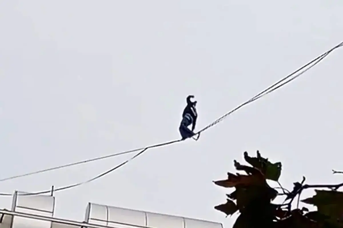 ببینید| آکروبات بازی خطرناک یک زن در تهران