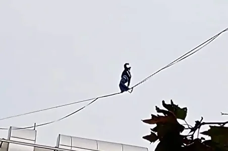 ببینید| آکروبات بازی خطرناک یک زن در تهران