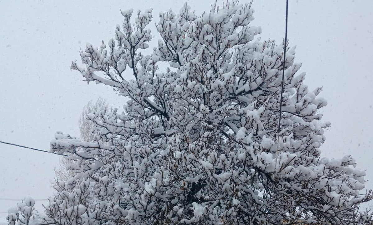 ببینید| ذوق پیرمرد یزدی پس از بارش برف وایرال شد