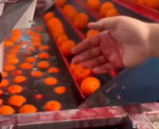 ببینید| آغشته کردن پرتقال به رنگ صنعتی پیش از ورود به بازار!