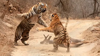 ببینید| نبرد ببر ماده با ببر نر بر سر تصاحب گوزن بزرگ