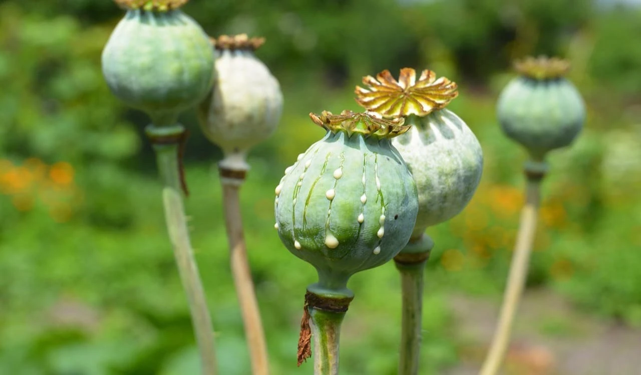 ماجرای شربت تریاک دستساز در مراکز ترک اعتیاد چیست؟ تریاک