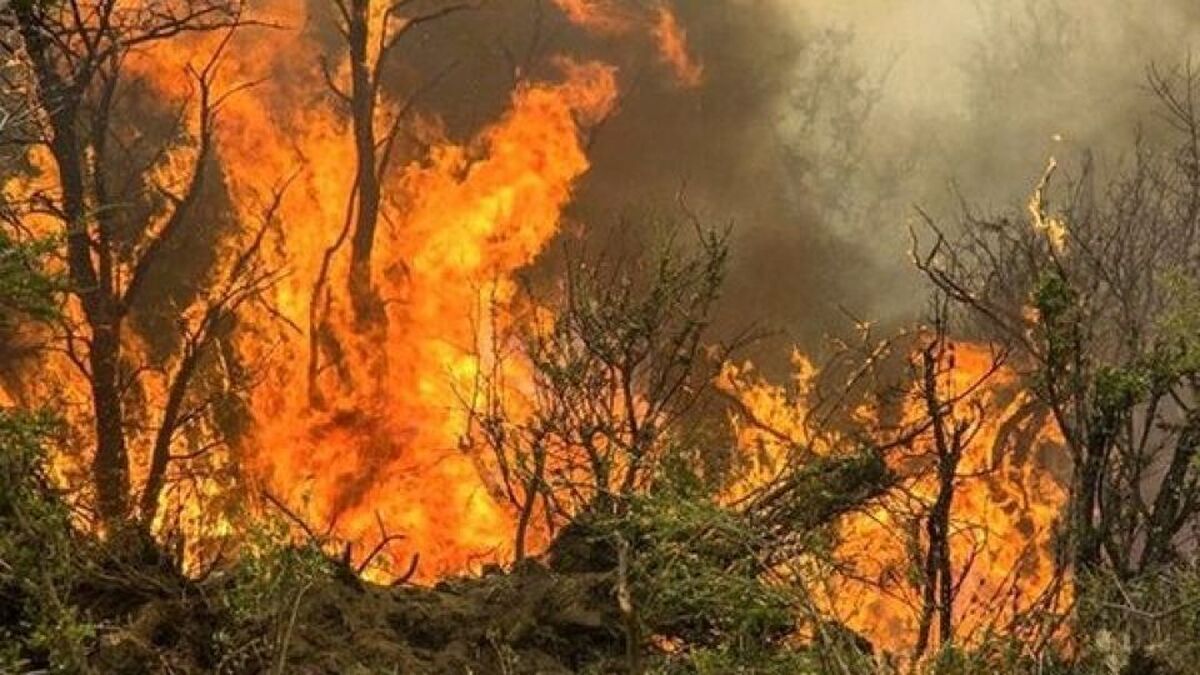 آتش به جان جنگل‌های گلستان و آذربایجان شرقی افتاد + جزئیات