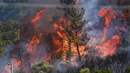 ببینید| جنگل ابر شاهرود هم دچار آتش‌سوزی شد!