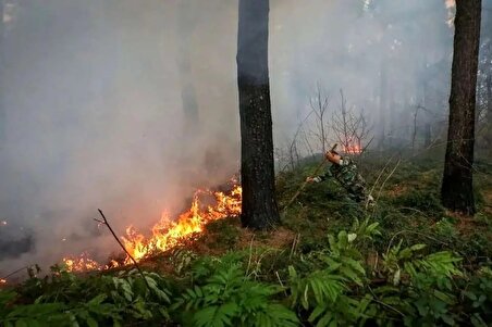 ببینید| خرابکاری و ایجاد آتش سوزی عمدی در جنگل‌های مازندران