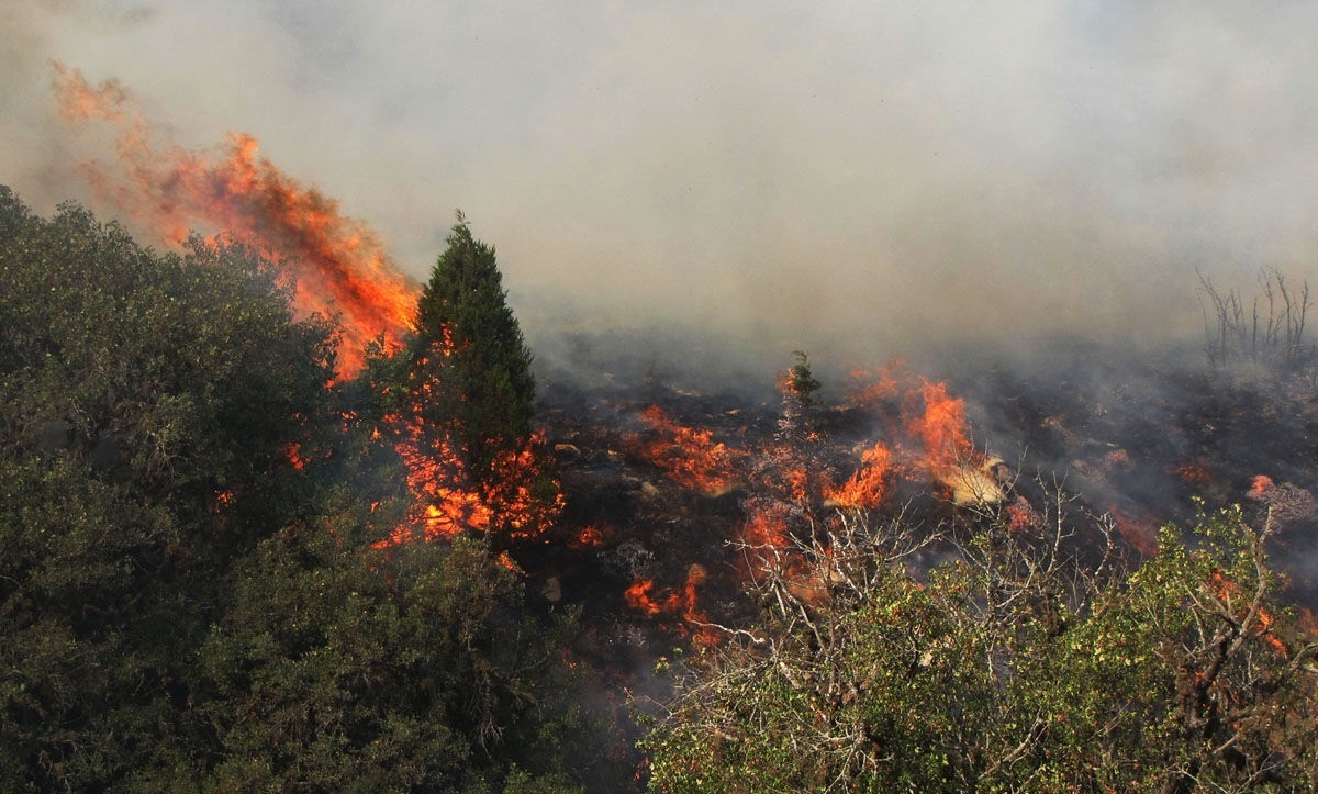 عامل آتش‌سوزی جنگل‌های هیرکانی دستگیر شد