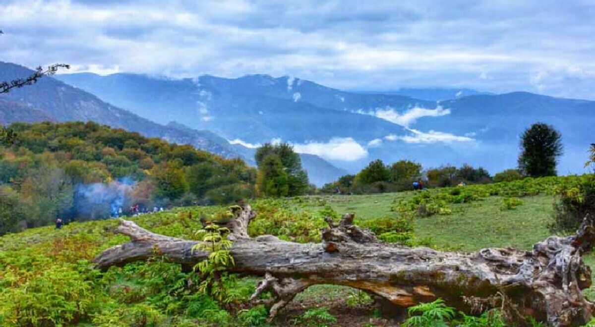 جنگل‌های آمل