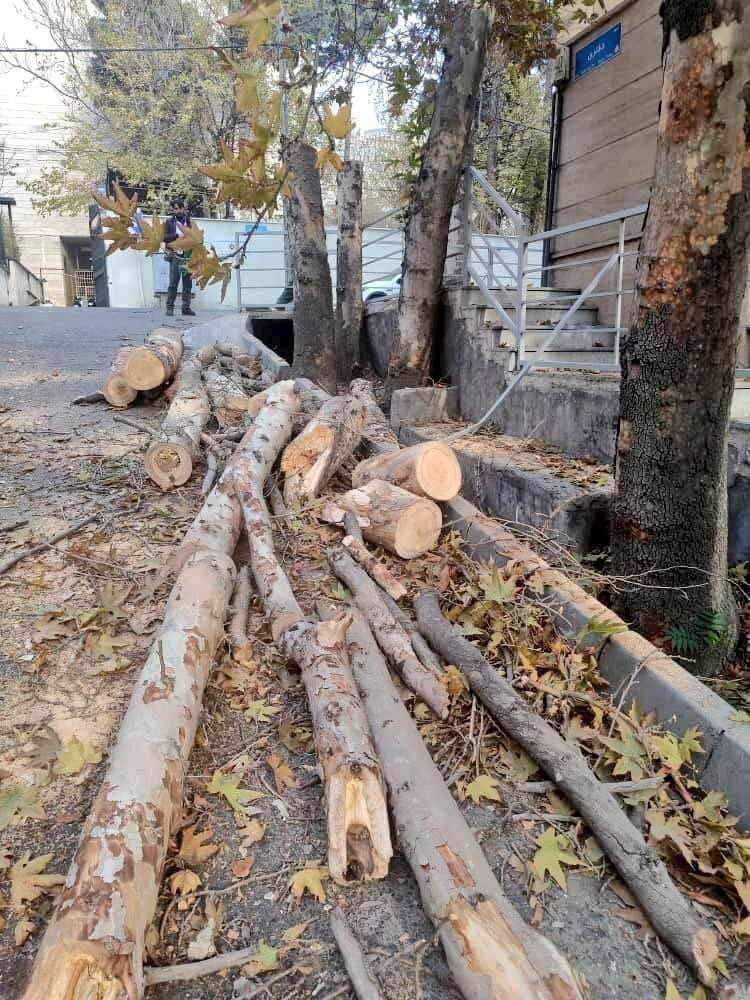 قطع چنار‌های تنومند محله باغ فردوس تهران! +عکس