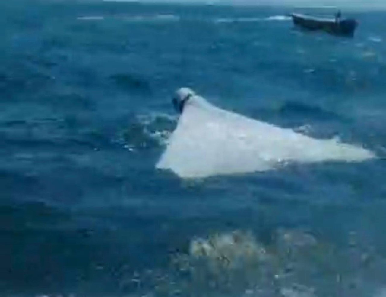 پهپاد لوکاس