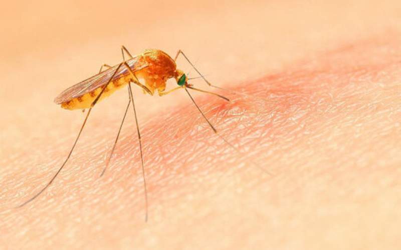 پشه به کدام افزاد نیش میزند