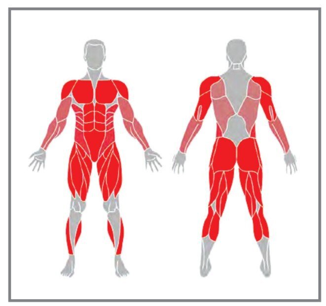 عضلات درگیر در زمان ورزش هوازی و استقامتی