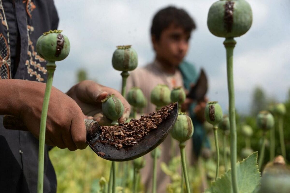 قوه قضائیه: کشت گیاهان مخدر مطلقاً ممنوع و جرم است کشت گیاهان مخدر