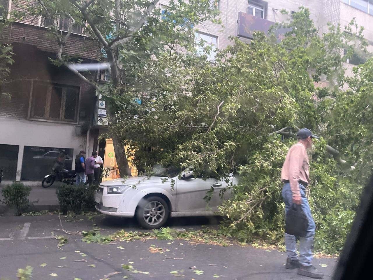 تصاویر | سقوط چند درخت در بلوار کشاورز تهران در پی وزش شدید باد