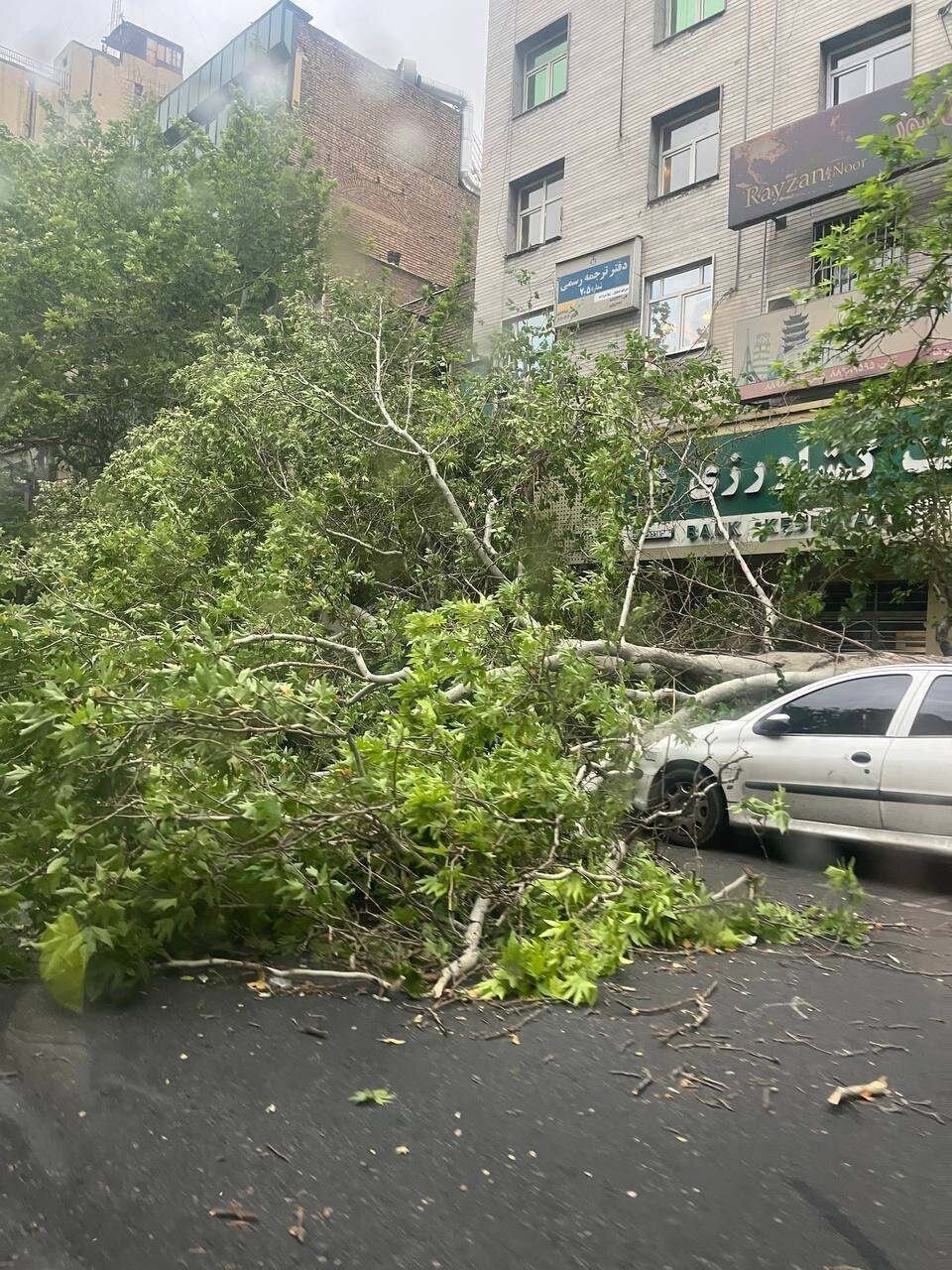 تصاویر | سقوط چند درخت در بلوار کشاورز تهران در پی وزش شدید باد