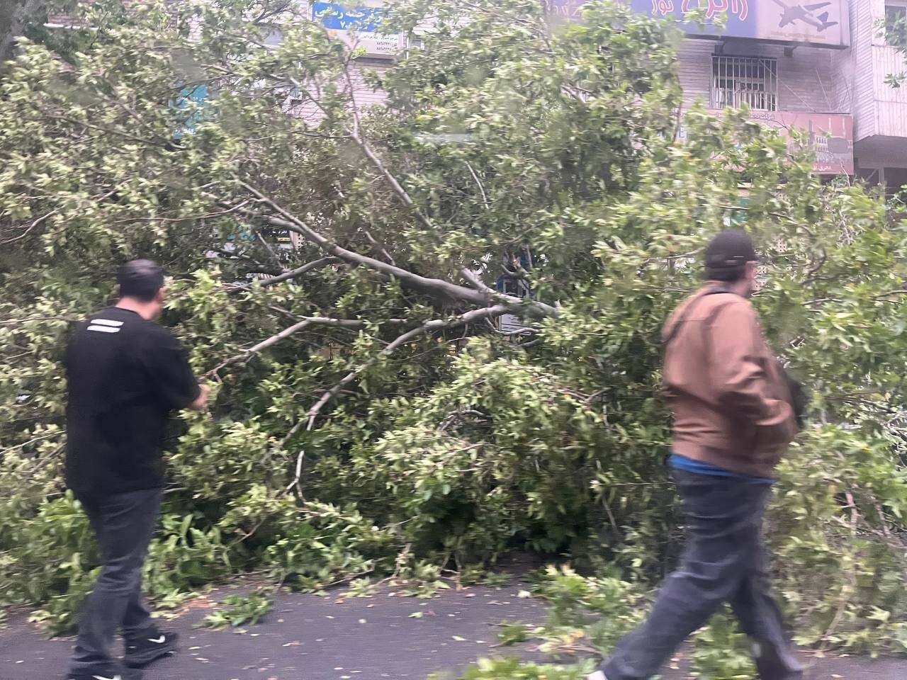 تصاویر | سقوط چند درخت در بلوار کشاورز تهران در پی وزش شدید باد