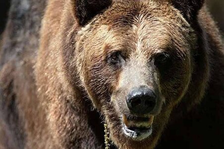 ببینید|  لحظه تعقیب و حمله خرس به یک کارگر در ژاپن