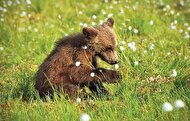 ببینید| خرس قهوه‌ای و توله‌هایش در پارک ملی گلستان