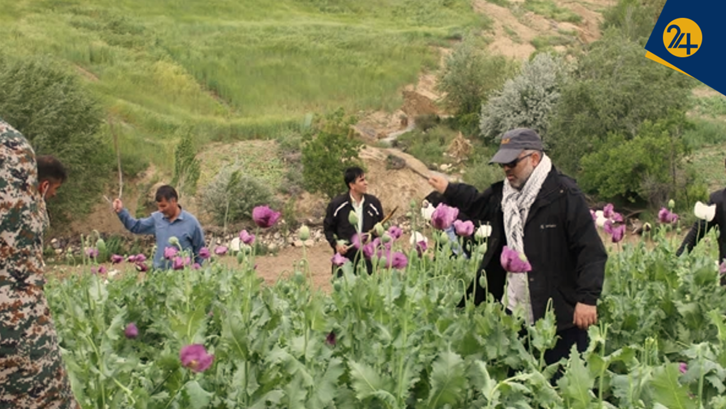 پشت پرده مزارع مشکوک خشخاش در ایران؛ ردپای مافیای مواد در شایعه قانونی شدن کشت و هشدار به ساکنان ارتفاعات زاگرس، فارس و لرستان پشت پرده مزارع مشکوک خشخاش در ایران؛ ردپای مافیای مواد در شایعه قانونی شدن کشت و هشدار به ساکنان ارتفاعات زاگرس، فارس و لرستان