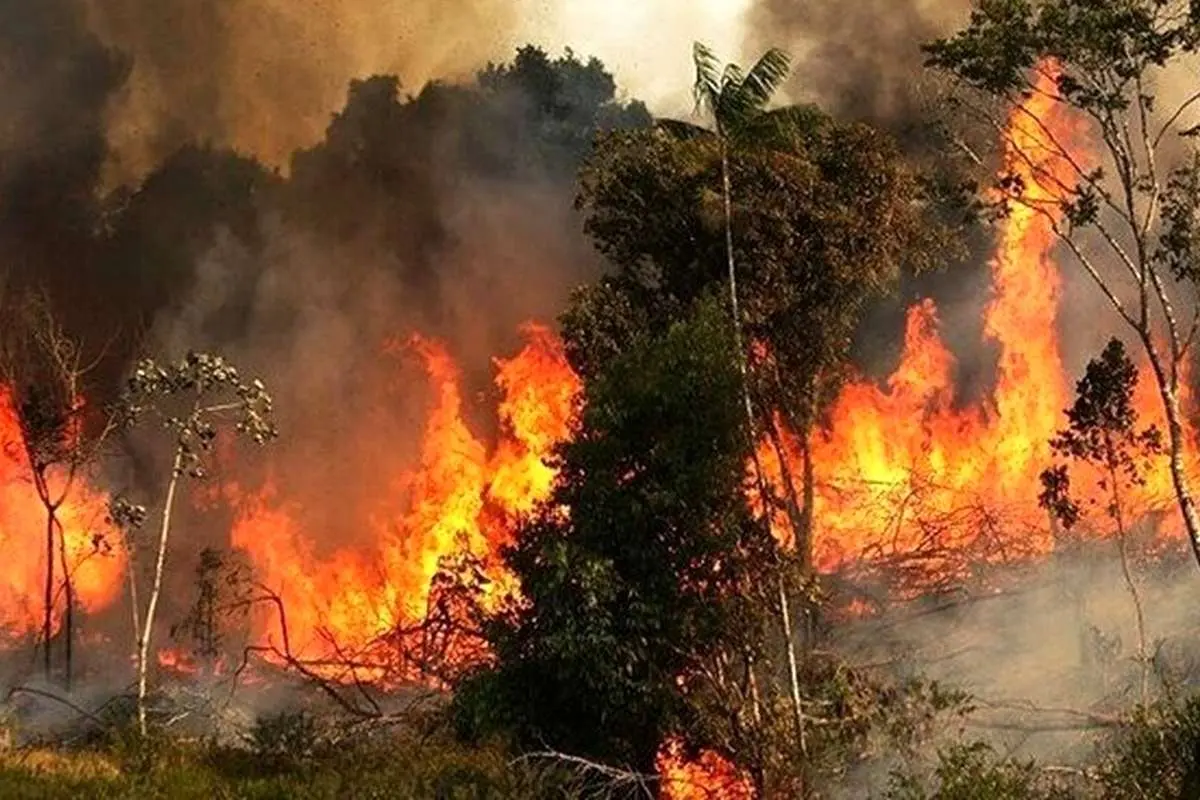 جزئیات آتشسوزی در جنگلهای آمل آتشسوزی در جنگلهای آمل