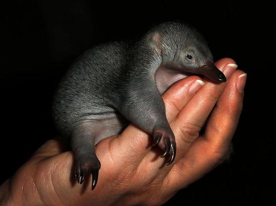 کلینیک دامپزشکی در مکزیکوسیتی