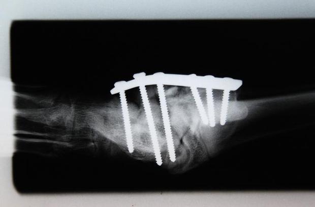 کلینیک دامپزشکی در مکزیکوسیتی