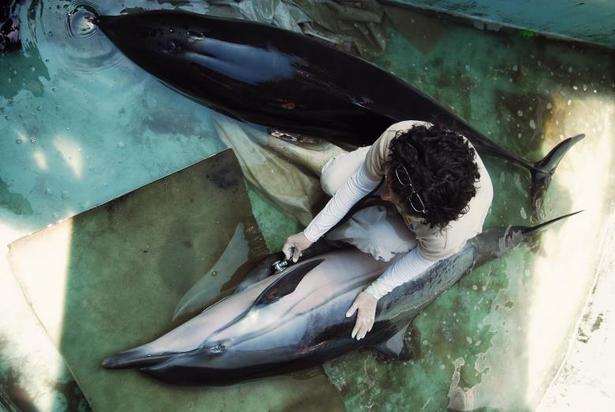 کلینیک دامپزشکی در مکزیکوسیتی