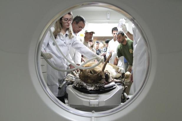 کلینیک دامپزشکی در مکزیکوسیتی