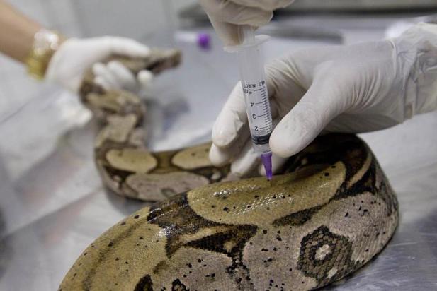 کلینیک دامپزشکی در مکزیکوسیتی