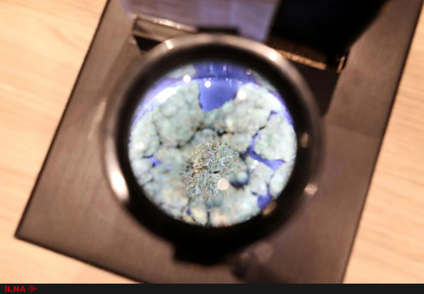 آزاد شدن مصرف مخدر ماری جوانا در کانادا 