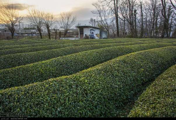 چهره روستاییان