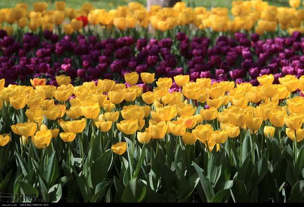 گل لاله مشهد