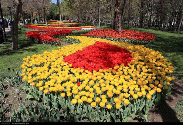 گل لاله مشهد