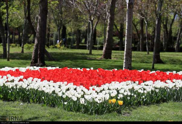 گل لاله مشهد