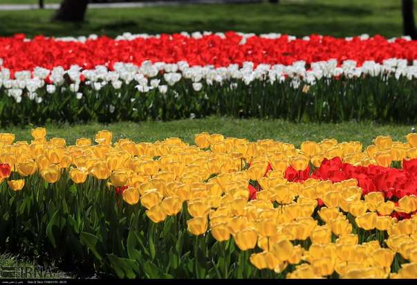 گل لاله مشهد