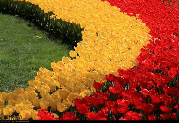 گل لاله مشهد