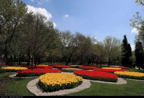 گل لاله مشهد