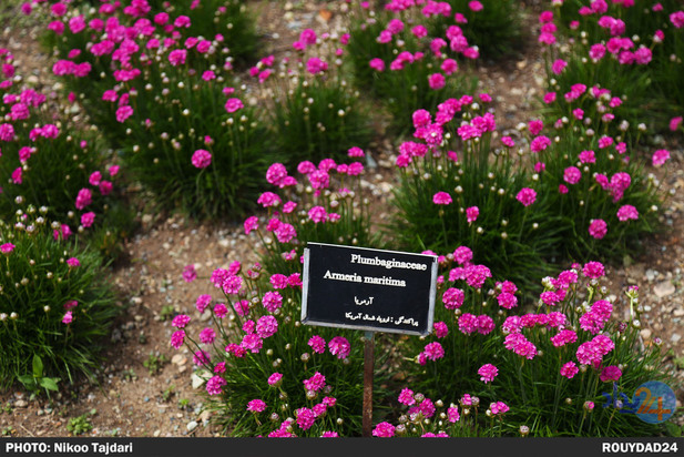باغ گیاه شناسی_ تاجداری