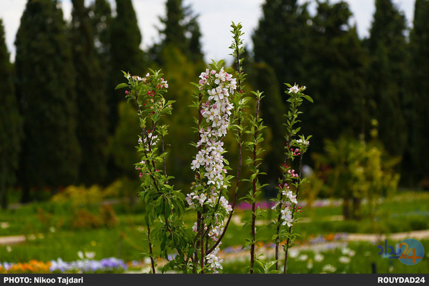 باغ گیاه شناسی_ تاجداری